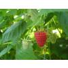 Raspberry 'Tulameen'