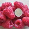 Thornless Raspberry 'Versailles'