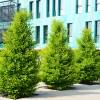 Ginkgo 'fastigiata Blagon'