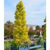 Ginkgo 'fastigiata Blagon'