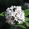 Korean Spice Viburnum 'Aurora'