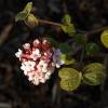 Korean Spice Viburnum 'Aurora'