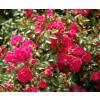 Landscape Rose bush 'The Fairy Rubra'