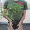 Landscape Rose bush 'The Fairy Rubra'