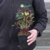 Euphorbia, purple