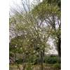 Pearlbush, common