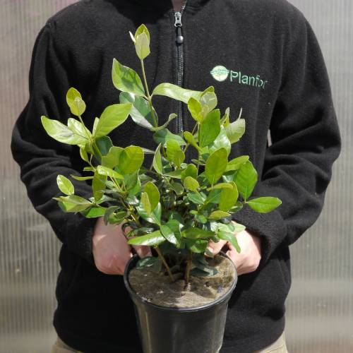 Guava, pineapple buy Guava, pineapple / Feijoa sellowiana