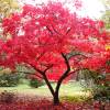 Maple, Japanese 'Deshojo'