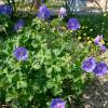 Geranium, Johnson Blue