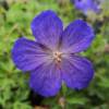 Geranium, Johnson Blue