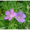 Geranium, Nimbus