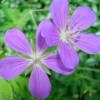 Geranium, Nimbus