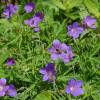 Geranium, Nimbus