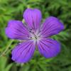 Geranium, Nimbus