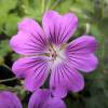 Geranium, Sirak