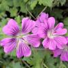 Geranium, Sirak