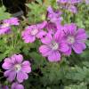 Geranium, Sirak