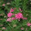 Grevillea rosmarinifolia 'Jenkinsii'