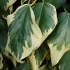 Ivy, variegated Persian