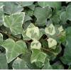 Ivy 'Glacier'