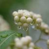 White Beauty berry