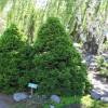 Spruce, Dwarf Alberta White