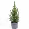 Spruce, Dwarf Alberta White