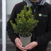 Spruce, Dwarf Alberta White