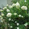 Hydrangea, panicle Limelight