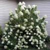 Hydrangea, panicle Limelight