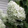 Hydrangea, panicle Limelight