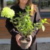 Hydrangea, panicle Limelight