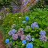 Hydrangea, Altona