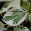 Hydrangea, Tricolor