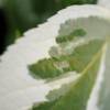 Hydrangea, Tricolor