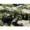 Hydrangea, climbing