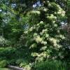 Hydrangea, climbing