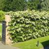 Hydrangea, climbing