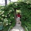 Hydrangea, climbing