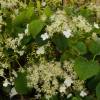 Hydrangea, climbing