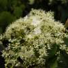 Hydrangea, climbing