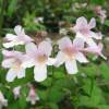 Beauty Bush 'Pink Cloud'