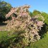 Beauty Bush 'Pink Cloud'