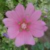 Lavatera 'Kew Rose'