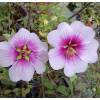 Lavatera 'Princesse de Ligne'