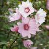 Lavatera 'Barnsley'