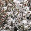 Tea tree, New Zealand, Manuka, White