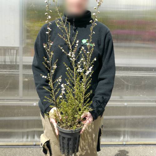 Tea tree, New Zealand, Manuka, White buy Tea tree, New Zealand