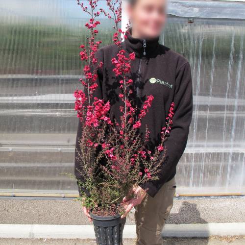MANUKA MYRTLE Leptospermum scoparium SEEDS 'Bush Tucker Plant' 