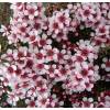 Leptospermum  'humifusum'